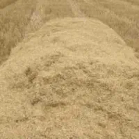 کاه گندم نرم