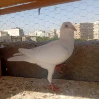 کفتر سفید نر المانی ب شرط پرش