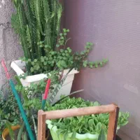 اجاره گلخانه.