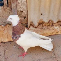 کبوتر طوقی سرور جوجه