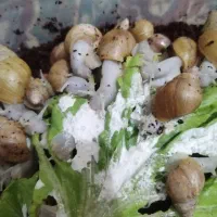 حلزون|خزنده|زنجان, |دیوار