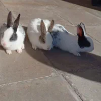 بچهخرگوشلوپخوشگل