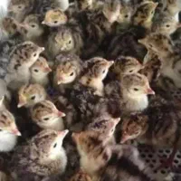 جوجه بوقلمون برنز بوربون بیوتی
