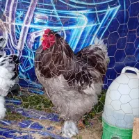 فروش برهما وارداتی