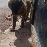 توله سگ افغان