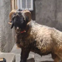 شیشک تخمی نرمیشی میش رون مال داشتی درجه یک