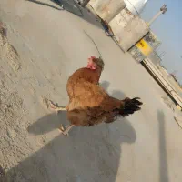 مرغ تخم گذار