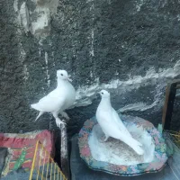 مرغ عشق وکبوتر.لنده