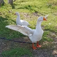قوغاز اکراینی اصل