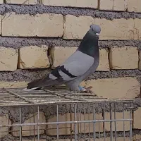 کبوتر بهبهانی،نرو ماده