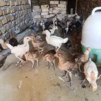 جوجه محلی دوماهه