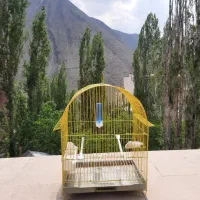 قفس پرنده