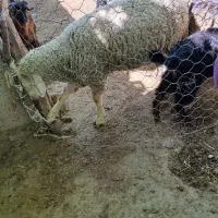 گوسفند ایلدوفرانس اصل