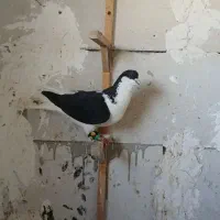 یه عدد نر چادری مست مادش فرار کرده