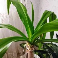 گل آپارتمانی