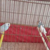 مرغ عشق