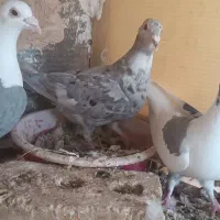 4 عدد جوجه آلمانی