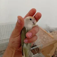کوتوله رام