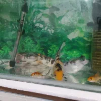 ۸ تا کوی بزرگ و کوچک سوپر باله