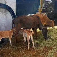 فروش گاو جرسی  زایده با دو گوساله ماده