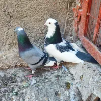 کفتر|پرنده|ملارد, |دیوار
