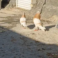 کفتر|پرنده|داراب, |دیوار