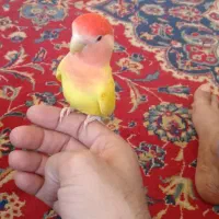 طوطی برزیلی و یاجفت مرغ عشق