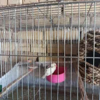 فنج|پرنده|سوسنگرد, |دیوار