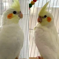 عروس هلندی
