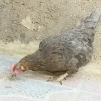 مرغ