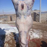 گوساله سلاخی قصابی
