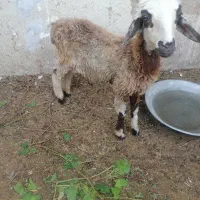 غو غاز گوسفندبره نر