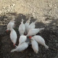 مرغ و خروس