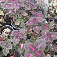 فروش گل های طبیعی خوشرنگ