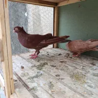 کبوتر|پرنده|اراک, |دیوار
