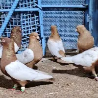 تعدادی سینه زرد سرخ  درجه یکن