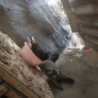 کفتر