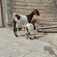 بز غاله اصل افغان