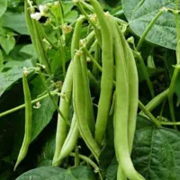 لوبیا تازه