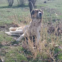 سگ ماده الابای