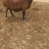 یک عدد میش جهت قربانی چاق