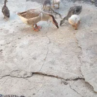 قوغاز و جوجه