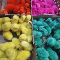 جوجه رنگی قیمت مناسب