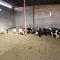 گوسفند