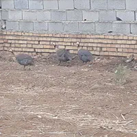 مرغ شاخدار