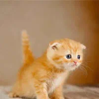 گربه نژاد دار میکس