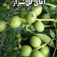 فروش نهال گردو 5 ساله تضمینی