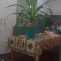 گل اپارتمانی