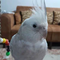 عروس هلندی نر