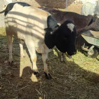 فروشی|حیوانات مزرعه|نوبندگان, |دیوار